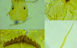 上海发现中国未有神秘生物 官方回应：还需进一步研究!
