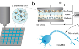 深圳科研团队研发“活体电池”：用微生物自发电 仅硬币大小！