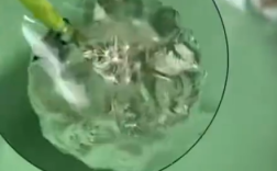 妈妈带娃做实验揭开蒲公英防水秘密 又惊喜又惊讶！