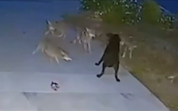 够吹一辈子了！美国一只狗遭狼群围攻：对抗45分钟后脱险！