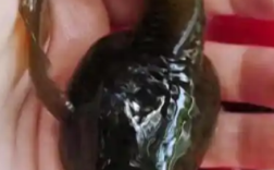 贵阳现“不合理蛙”?专家辟谣:就是牛蛙!