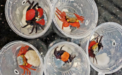 170只吸血鬼蟹险些进入中国 体色极鲜艳 又称“恶魔蟹”！