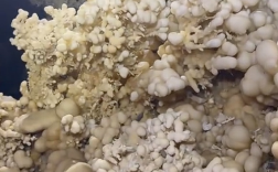 贵州深山发现4.8亿年“地下水晶宫”：藏有上千根纯白石钟乳!