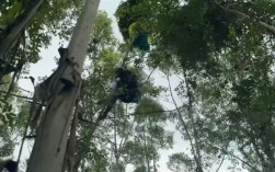 女子学滑翔伞 起飞十几秒突然坠落 大树救一命！
