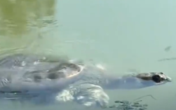 比大熊猫更濒危的动物斑鳖全国仅剩1只 在地球上生存了2.7亿年！