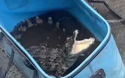 男子小溪内意外钓到鳄鱼 多方合力妥善安置！