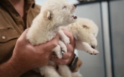 美一公司称已复活万年前灭绝恐狼：马斯克发帖围观！