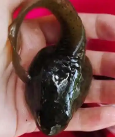 贵阳现“不合理蛙”?专家辟谣:就是牛蛙!