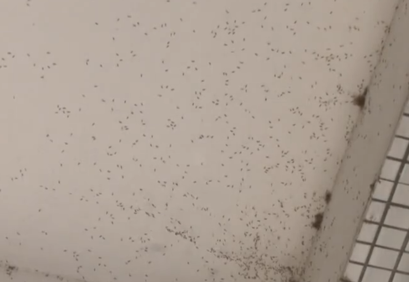 广州一条村被大量巨型蚊包围 相关部门：雨水较多所导致！