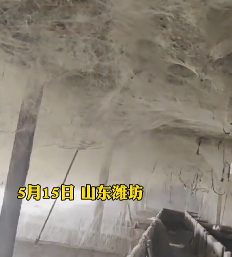 养猪场花10余年布满蜘蛛网“盘丝洞” 老板：这是在省药费！