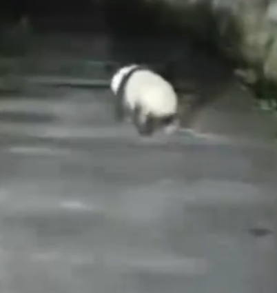男子遇夜跑大熊猫一开始以为是猪 跑起来憨憨的！