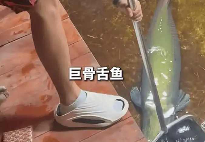 男子在家中建10米长鱼缸养巨骨舌鱼 表示有点刹不住车了！
