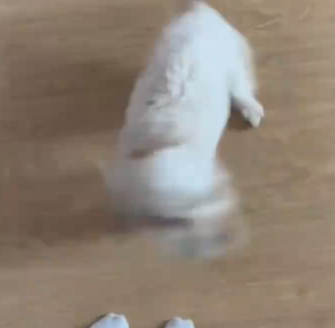 狗狗看到主人回家兴奋成陀螺 网友普：快抱起来吧，一会儿飞走了！