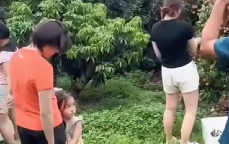 全红婵回家摘荔枝 家人一起画面太温馨了！