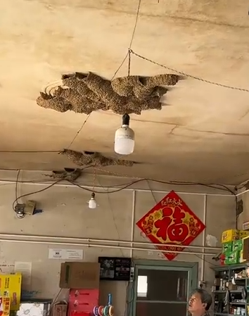 一商店20多年共来了42窝燕子筑巢 每天关门前回来！